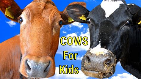 youtube cow|free cow videos for kids.